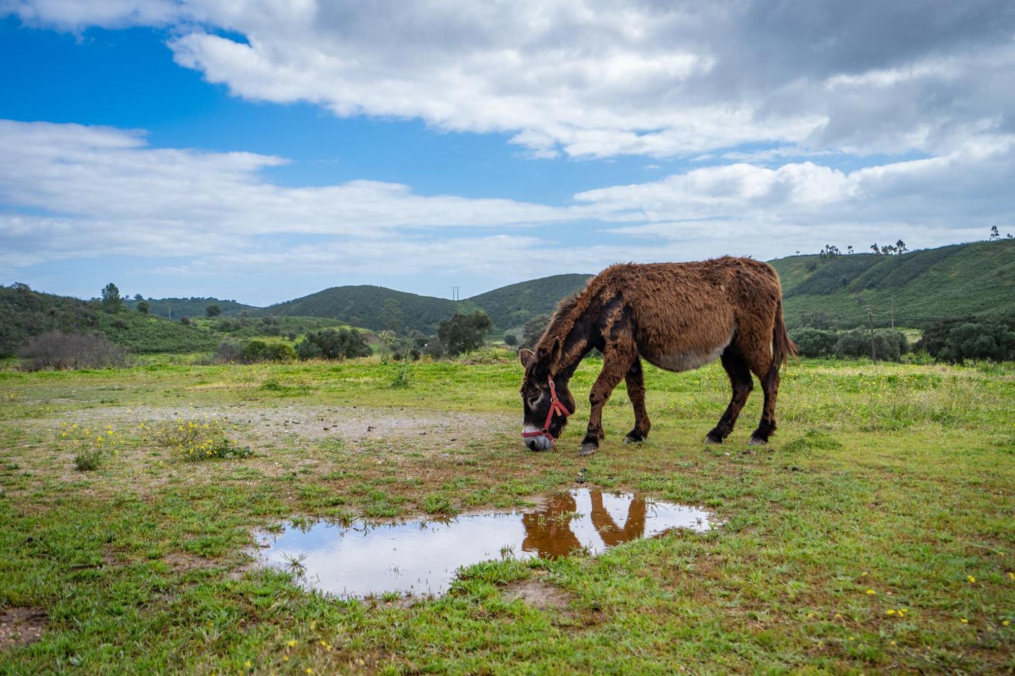 Burro Ville By Host Wise ปอร์ติเมา ภายนอก รูปภาพ