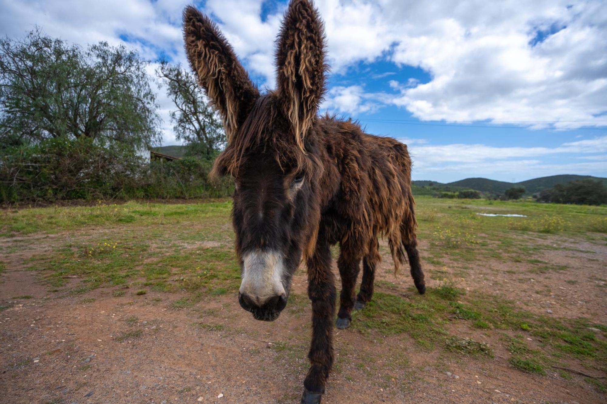 Burro Ville By Host Wise ปอร์ติเมา ภายนอก รูปภาพ