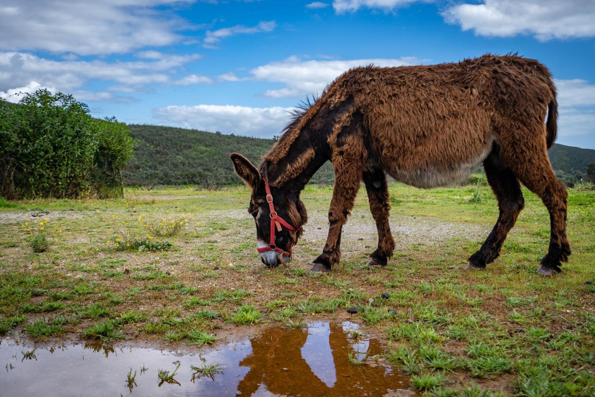 Burro Ville By Host Wise ปอร์ติเมา ภายนอก รูปภาพ