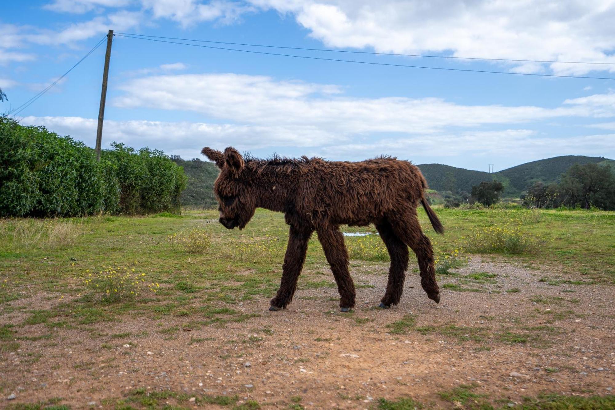 Burro Ville By Host Wise ปอร์ติเมา ภายนอก รูปภาพ