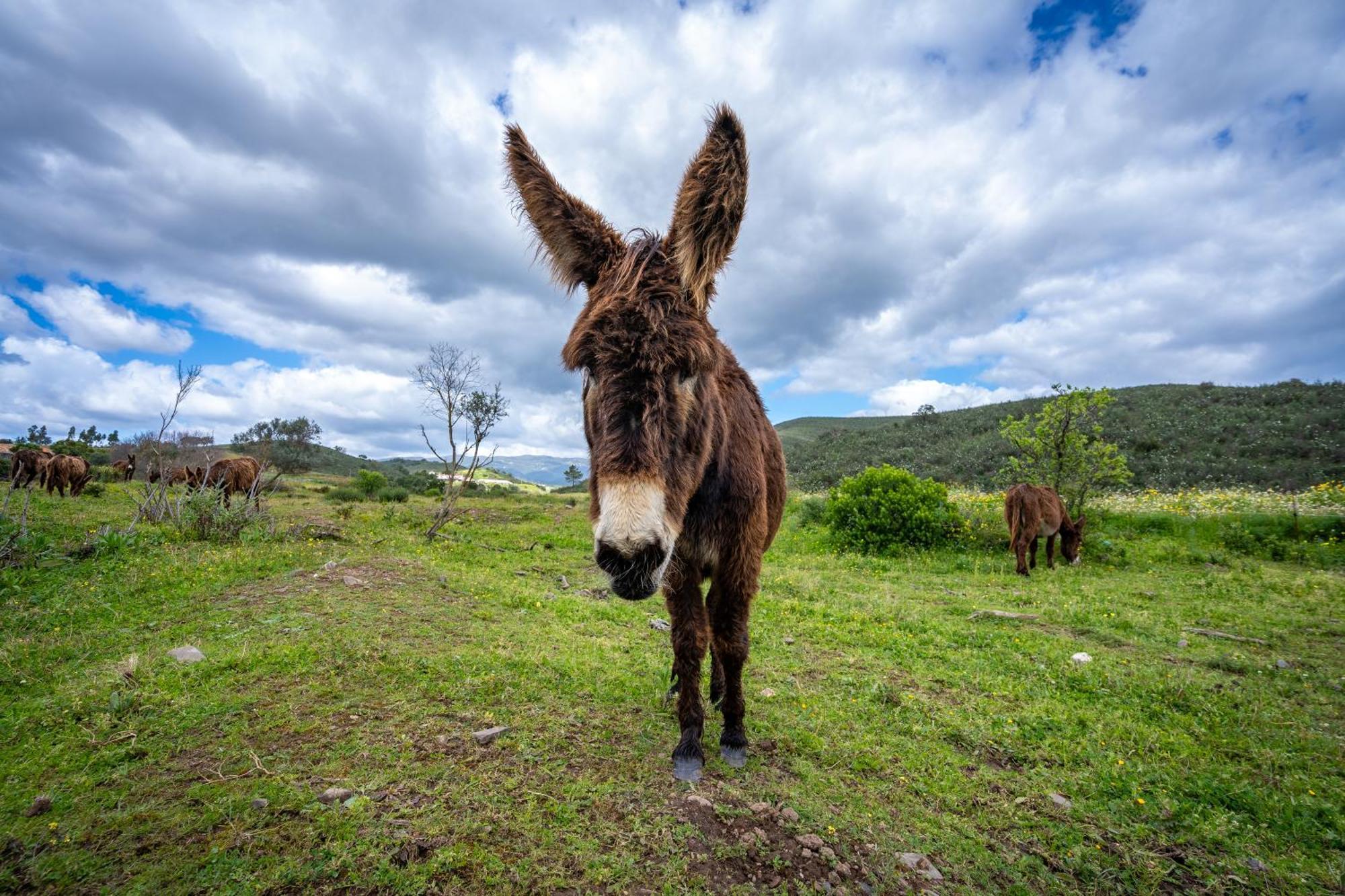 Burro Ville By Host Wise ปอร์ติเมา ภายนอก รูปภาพ
