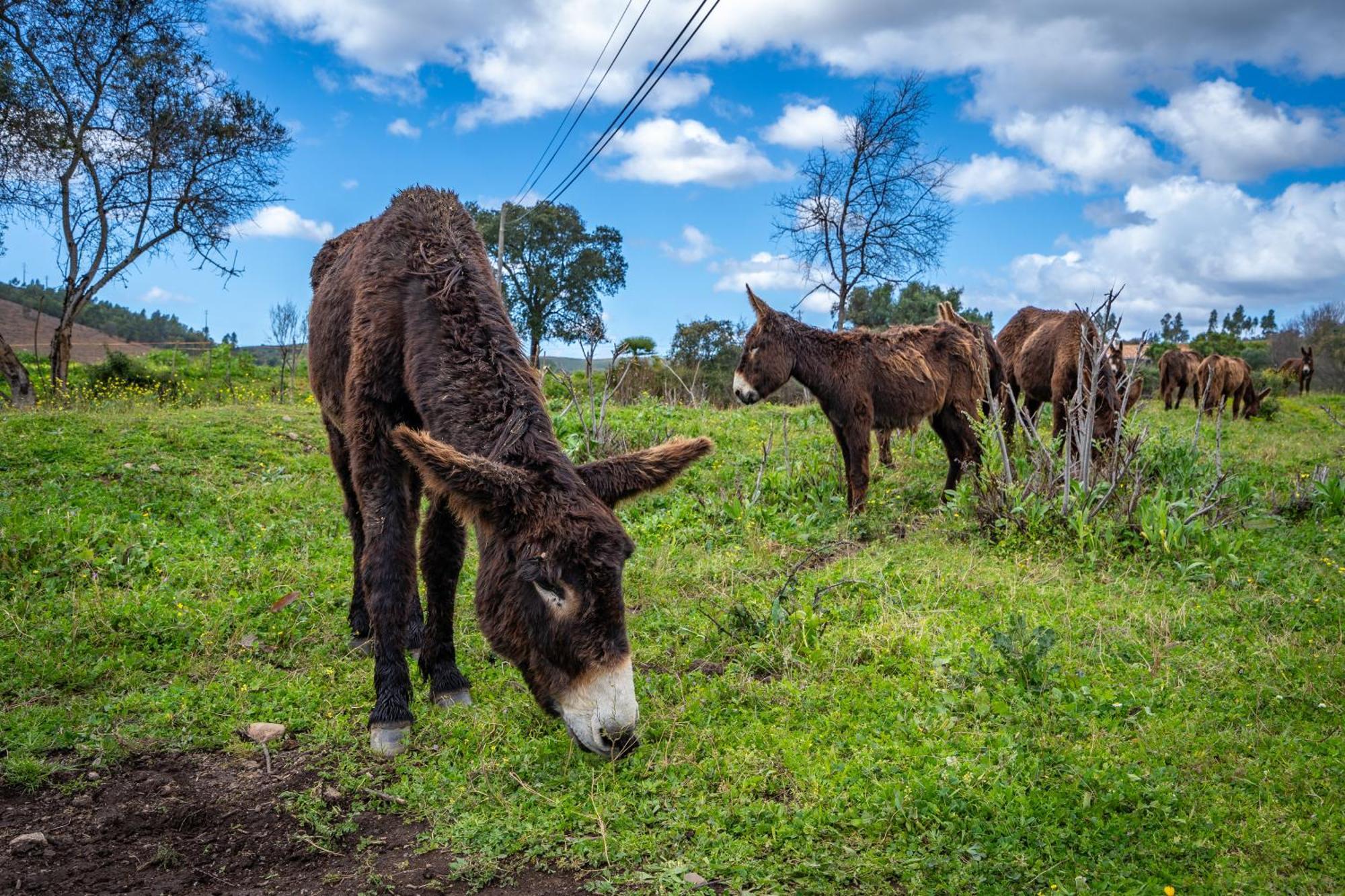 Burro Ville By Host Wise ปอร์ติเมา ภายนอก รูปภาพ