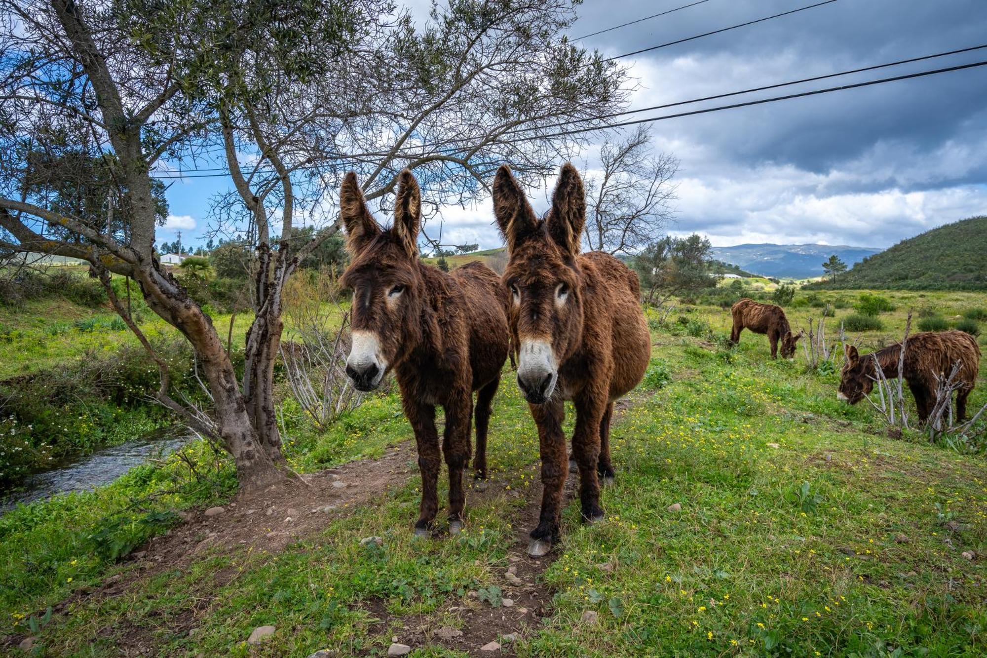 Burro Ville By Host Wise ปอร์ติเมา ภายนอก รูปภาพ