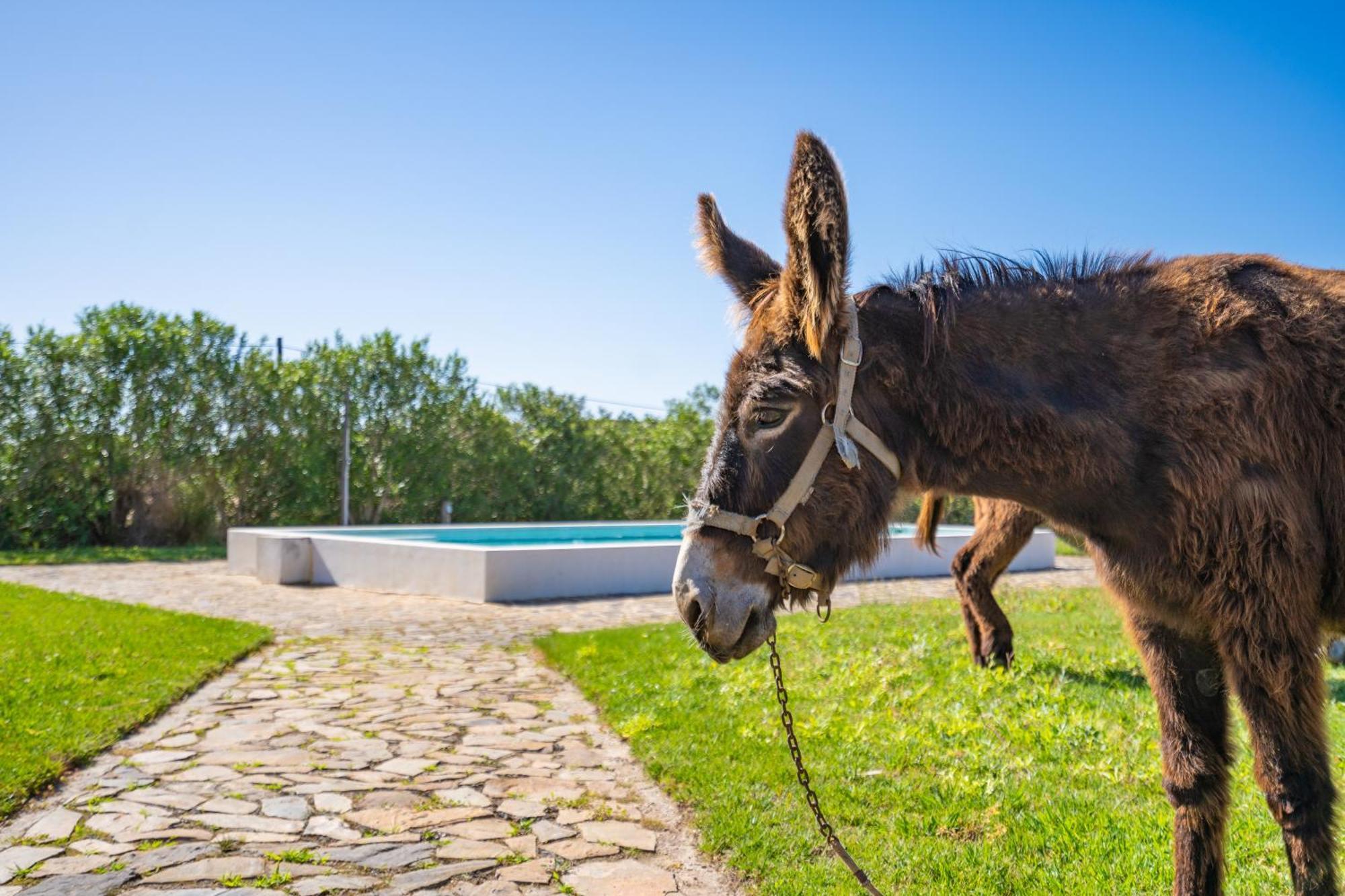Burro Ville By Host Wise ปอร์ติเมา ภายนอก รูปภาพ